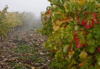Vineyards in La Rioja Alta. S.A.