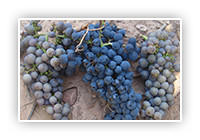 Tempranillo Gris