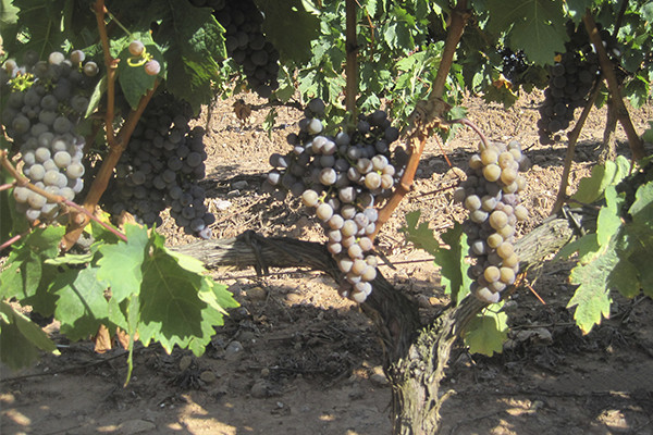 Tempranillo Gris