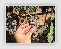 Tempranillo gris