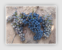 Tempranillo gris