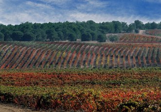 Viñedos de Áster