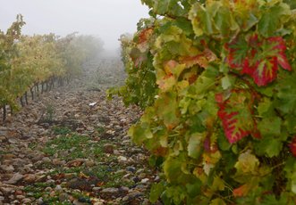 Viñedos de La Rioja Alta, S.A.