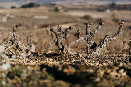 Torre de Oña strengthens commitment to traditional viticulture, purchases 40 ha (99 ac) artisan vineyards