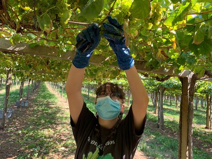 La Rioja Alta, S.A. starts the most demanding harvest in its history