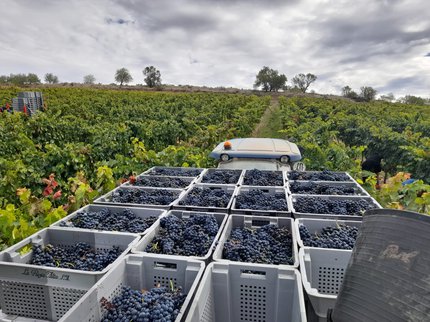 La Rioja Alta, S.A. passes the halfway point of what looks to be an extraordinary vintage